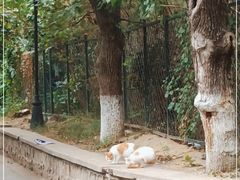 -北京大学燕东园