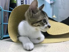 -莘程宠物医院(金山店)