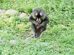 -西安秦岭野生动物园
