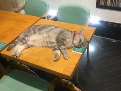 -猫色咖啡·猫咖
