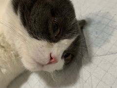 -灵美宠物诊所