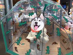 -九木杂物社(东方新天地店)