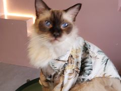 -猫儿山۰猫主题餐厅