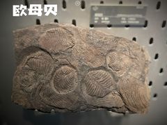 -中国地质博物馆