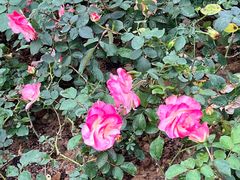 -人民公园(罗湖区)