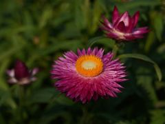 -南宁良凤江国家森林公园