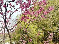 -梁鸿国家湿地公园