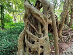 -中国科学院西双版纳热带植物园