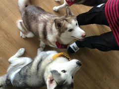 -Husky Go! 哈士奇体验馆·宠物咖啡厅狗咖