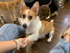 -柯斗斗主题餐厅·狗咖·围炉煮茶·茶饮(国瑞升平里店)