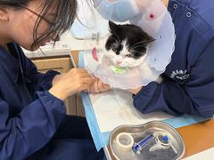 -天使宠物医院·犬猫分诊(彩虹店)
