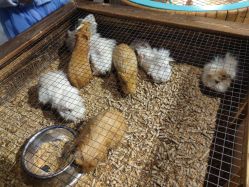 -酷嗒动物文化乐园(cutezoo西溪乐天城店)