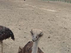 -新疆天山野生动物园