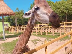 -西霞口神雕山野生动物世界