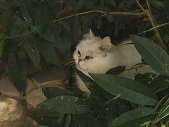 -喵屿·大理花园猫咖