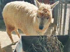 -意大利农场度假村