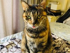 -哥老官重庆美蛙鱼头(西湖银泰十一哥店)