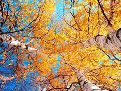 -塞罕坝国家级自然保护区