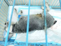-申普宠物医院·眼科·心内科·影像科(普陀分院)