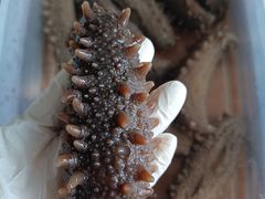 -宫品海参专卖店(静安大宁店)