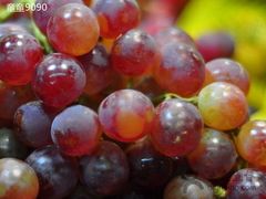 -马陆小张葡萄园农家乐