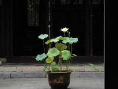 -上海醉白池公园