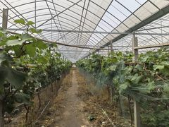 -马陆小张葡萄园农家乐