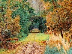 -合肥滨湖国家森林公园