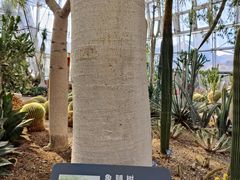 -北京植物园-展览温室