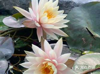 #天天领红包周末,约上三五好友,去山下的小院儿坐坐