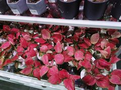 -KKV(深圳宏发大仟里店)