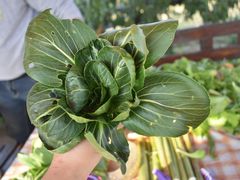 -樂桃源奉贤黄桃种植采摘基地