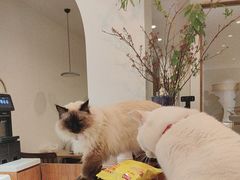 -有猫主题·治愈系猫咖(曾厝垵店)