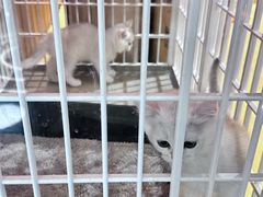 -藏猫猫咖啡主题馆(中央大道店)