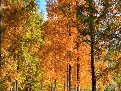 -黄海国家森林公园