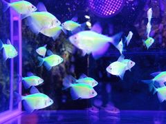 -三圣花乡旅游区