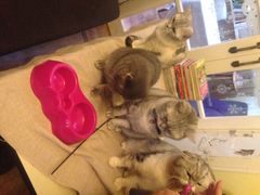 猫色咖啡-猫色咖啡·猫咖