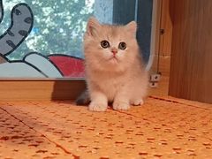 -欣宠猫屋·矮脚拿破仑·蓝金金渐层