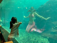 -海棠湾洲际-涛·海底餐厅·美人鱼·自助餐·海底隧道