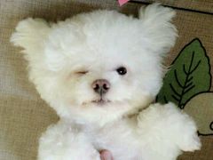 -A猫a狗全科·犬猫异宠·芥西宠物医院(南开总院)