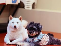 -和它·交个朋友·狗咖猫咖(爱琴海店)