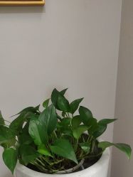 -雅曼妮spa美容养生