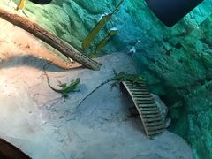 -上海大自然野生昆虫馆(东方明珠·爬宠昆虫探索中心)