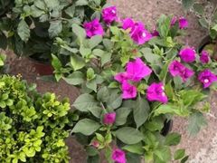 -中环花鸟鱼虫市场