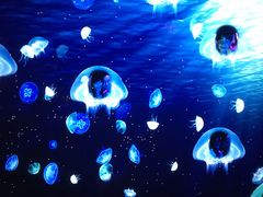 -瑞普利水族馆