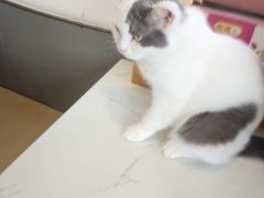 -喵园·猫主题咖啡厅·撸猫·猫咖(国贸店)