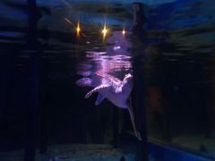 -暹罗海洋世界