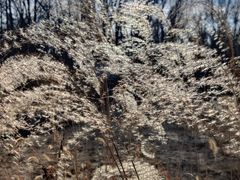 -野鸭湖国家湿地公园