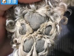 -Double Rui宠物酒店