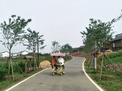 -金卉庄园